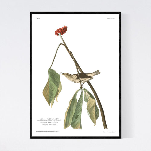 Louisiana Water Thrush Print by John Audubon