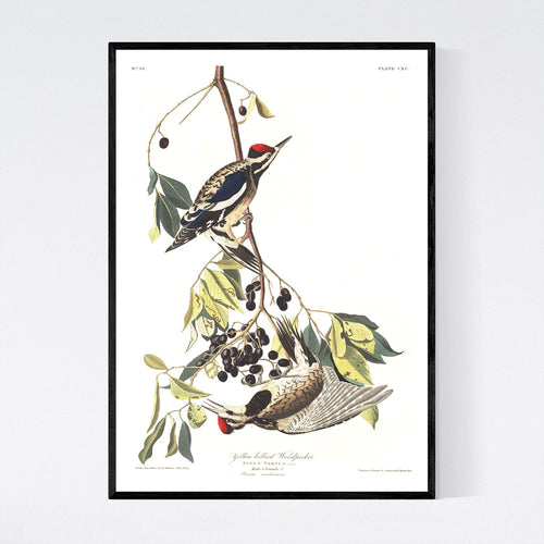 Yellow Bellied Woodpecker Print by John Audubon