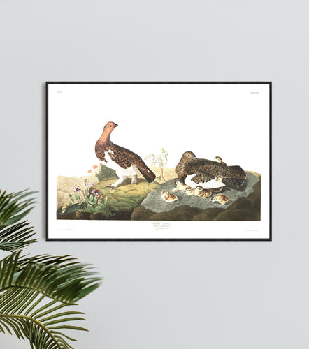 Willow Grous Print by John Audubon