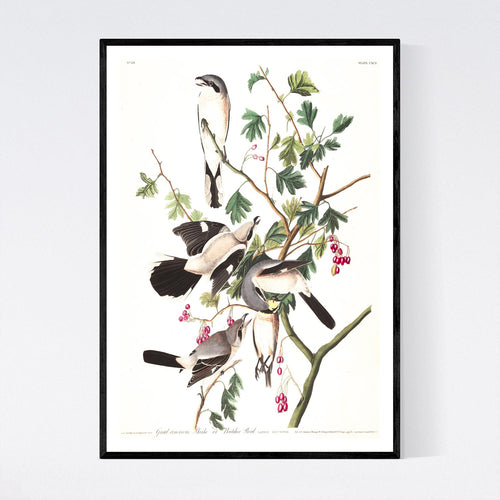 Great Cinereous Shrike or Butcher Bird Print by John Audubon