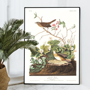 Lincoln Finch Print by John Audubon