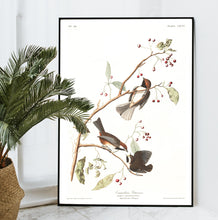 Load image into Gallery viewer, Canadian Titmouse Print by John Audubon