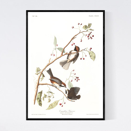 Canadian Titmouse Print by John Audubon