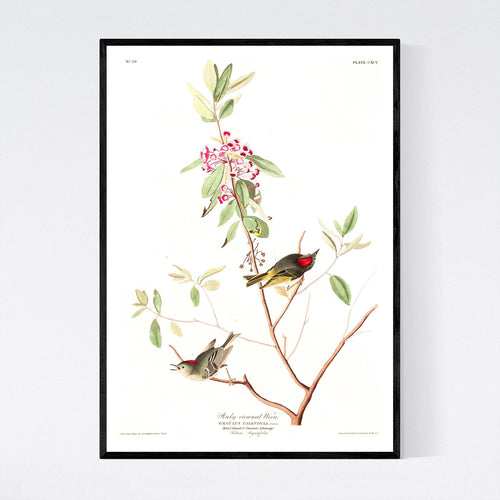 Ruby Crowned Wren Print by John Audubon