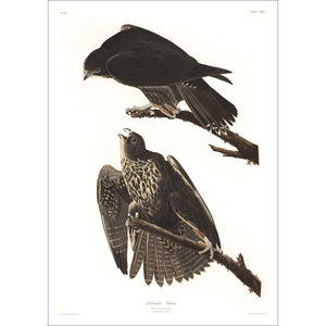 Labrador Falcon Print by John Audubon