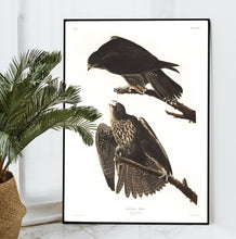 Load image into Gallery viewer, Labrador Falcon Print by John Audubon