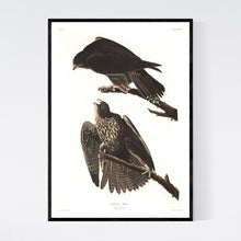 Load image into Gallery viewer, Labrador Falcon Print by John Audubon