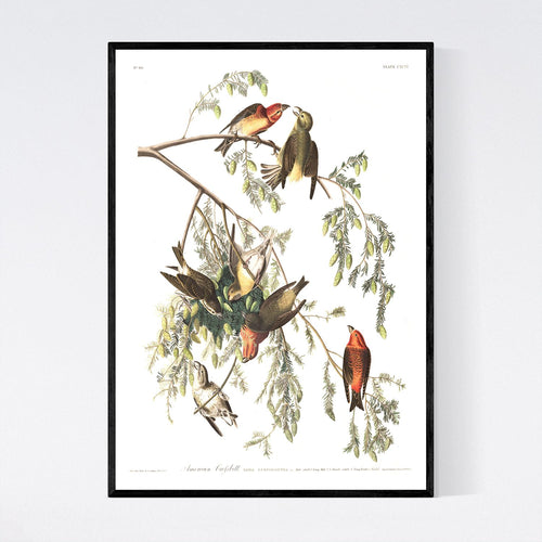 American Crossbill Print by John Audubon