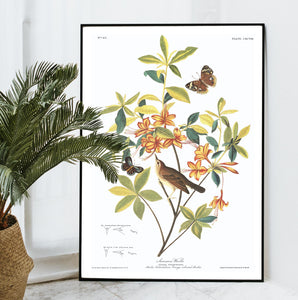 Swainson's Warbler Print by John Audubon