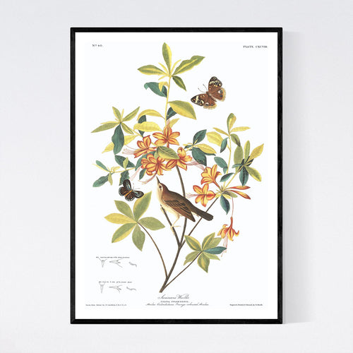 Swainson's Warbler Print by John Audubon