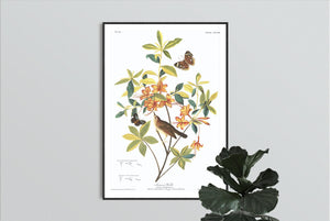 Swainson's Warbler Print by John Audubon