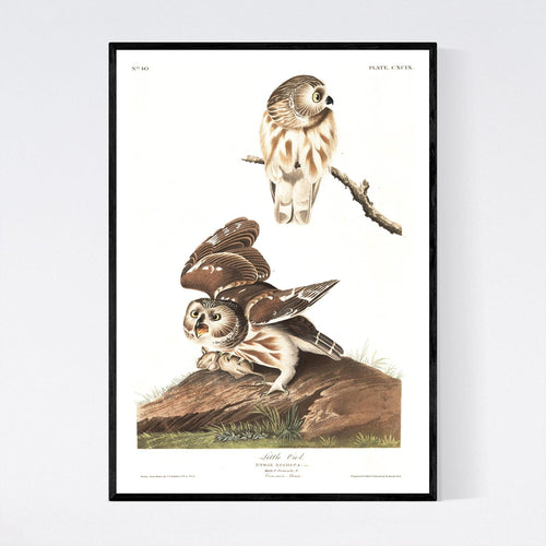 Little Owl Print by John Audubon