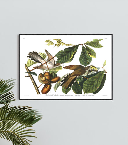 Yellow-Billed Cuckoo Print by John Audubon