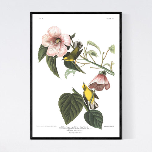 Blue Winged Yellow Warbler Print by John Audubon