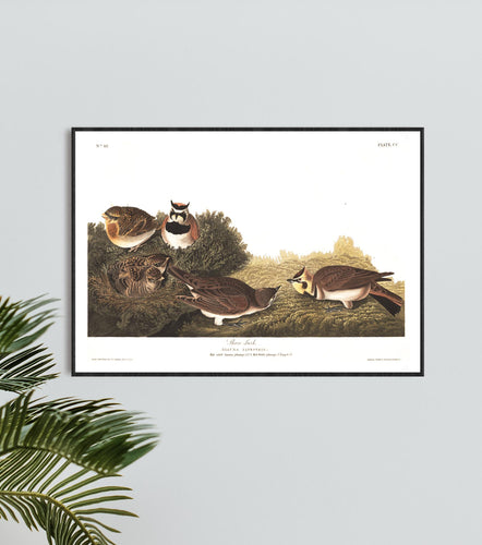 Shore Lark Print by John Audubon