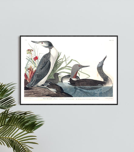 Red-Throated Diver Print by John Audubon