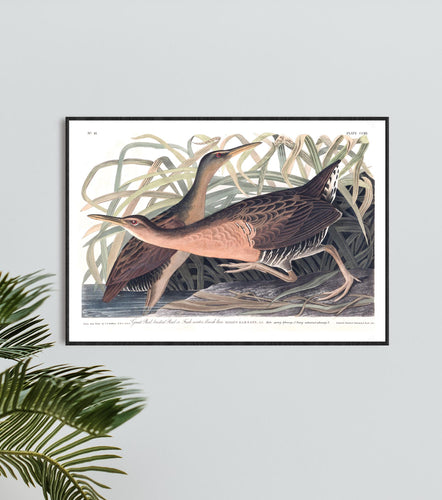 Great Red Brested Rail or Fresh Water Marsh Hen Print by John Audubon