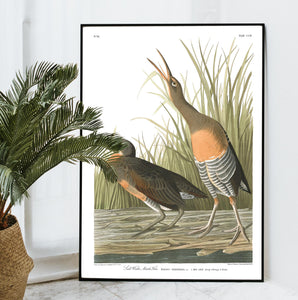 Salt Water Marsh Hen Print by John Audubon