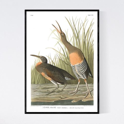 Salt Water Marsh Hen Print by John Audubon