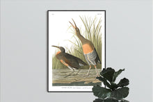 Load image into Gallery viewer, Salt Water Marsh Hen Print by John Audubon