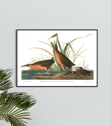 Virginian Rail Print by John Audubon