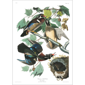 Summer or Wood Duck Print by John Audubon