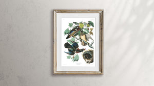 Summer or Wood Duck Print by John Audubon