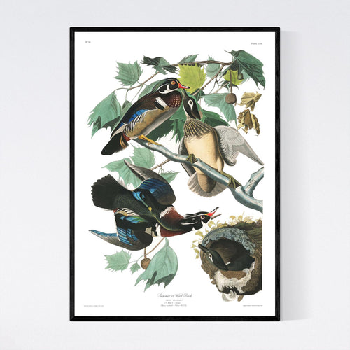 Summer or Wood Duck Print by John Audubon