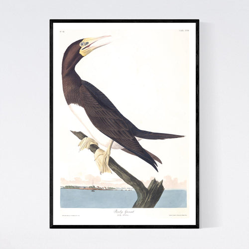 Booby Gannet Print by John Audubon