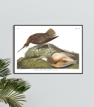 Load image into Gallery viewer, Esquimaux Curlew Print by John Audubon