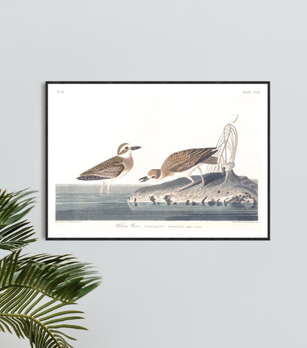 Wilson's Plover Print by John Audubon