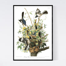 Load image into Gallery viewer, Mockingbird Print by John Audubon