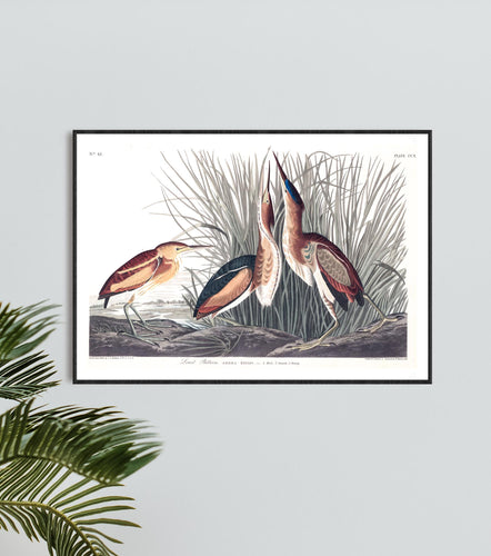 Least Bittern Print by John Audubon