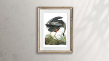 Load image into Gallery viewer, Great Blue Heron Print by John Audubon