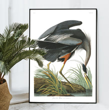 Load image into Gallery viewer, Great Blue Heron Print by John Audubon