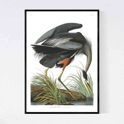 Great Blue Heron Print by John Audubon