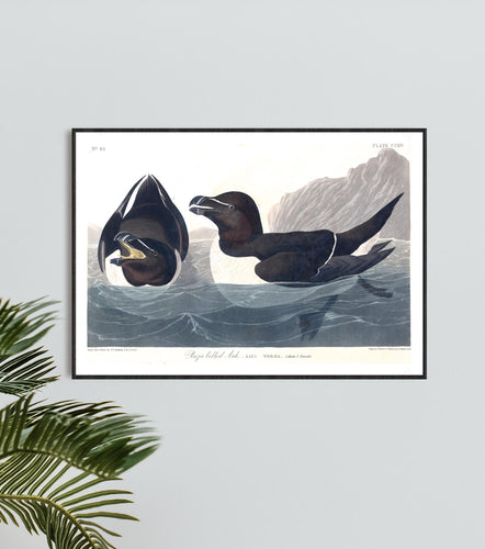 Razor Billed Auk Print by John Audubon