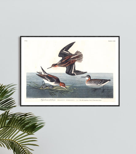 Hyperborean Phalarope Print by John Audubon