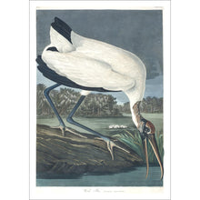 Load image into Gallery viewer, Wood Ibis Print by John Audubon