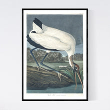 Load image into Gallery viewer, Wood Ibis Print by John Audubon