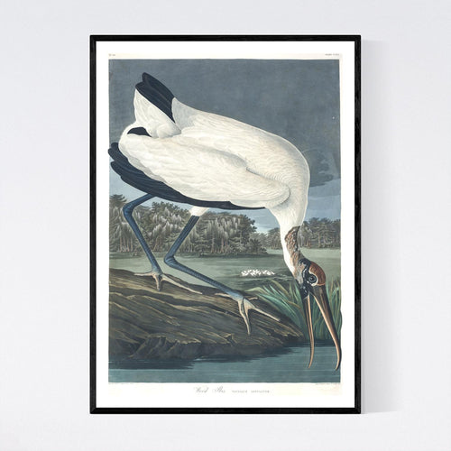 Wood Ibis Print by John Audubon