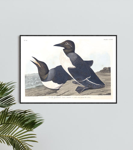 Foolish Guillemot Print by John Audubon