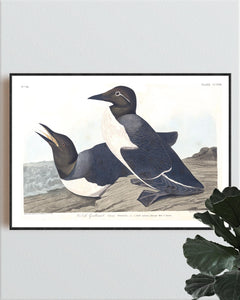 Foolish Guillemot Print by John Audubon