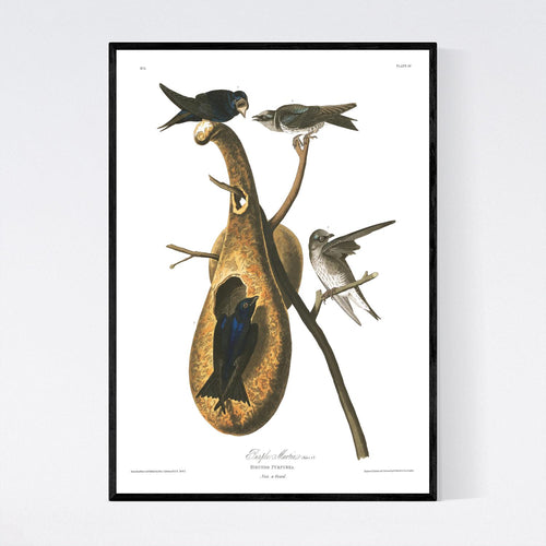 Purple Martin Print by John Audubon