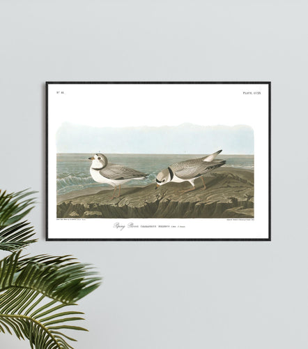 Piping Plover Print by John Audubon