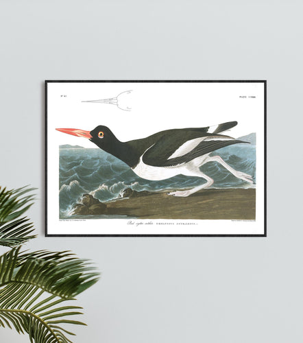 Pied Oyster Catcher Print by John Audubon