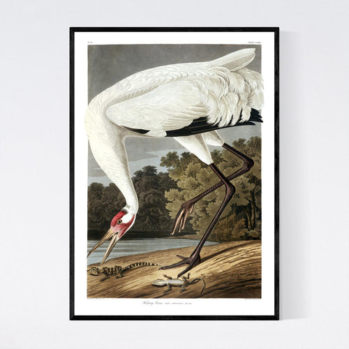 Hooping Crane Print by John Audubon