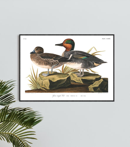 Green Winged Teal Print by John Audubon