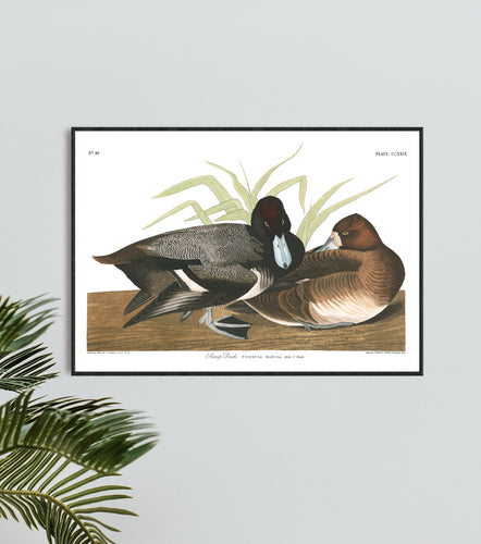 Scaup Duck Print by John Audubon