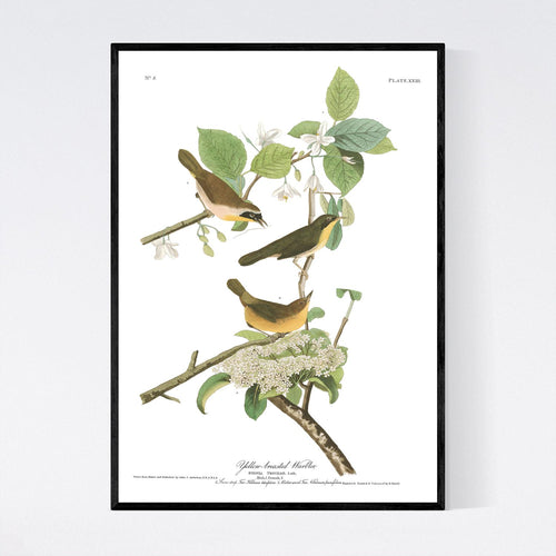 Yellow-Breasted Warbler Print by John Audubon